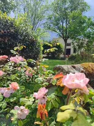 Roses du jardin